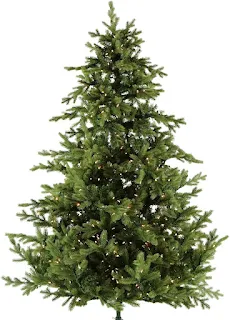 foxtail pine Christmas tree