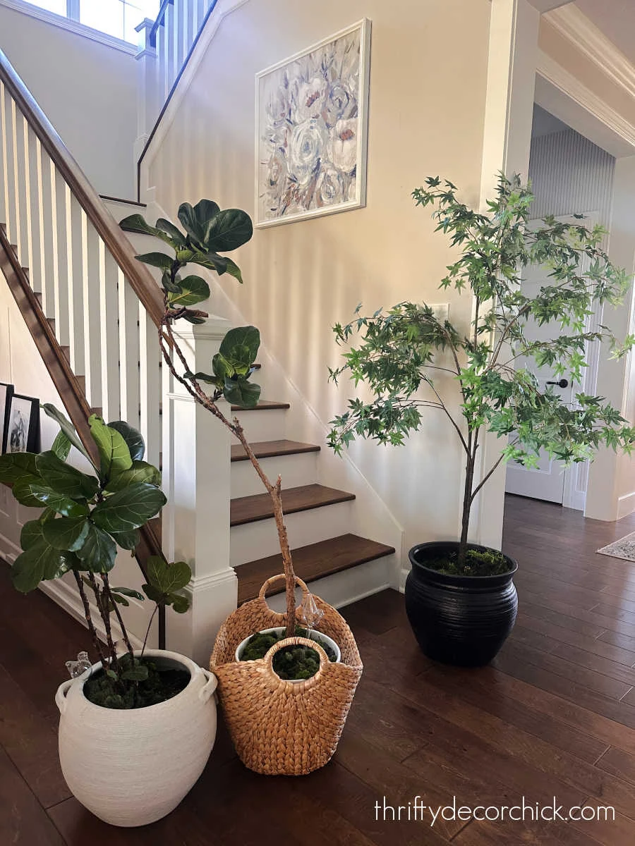 indoor plants in big pots